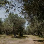 olive grove at masseria muntibianchi wedding hotspot