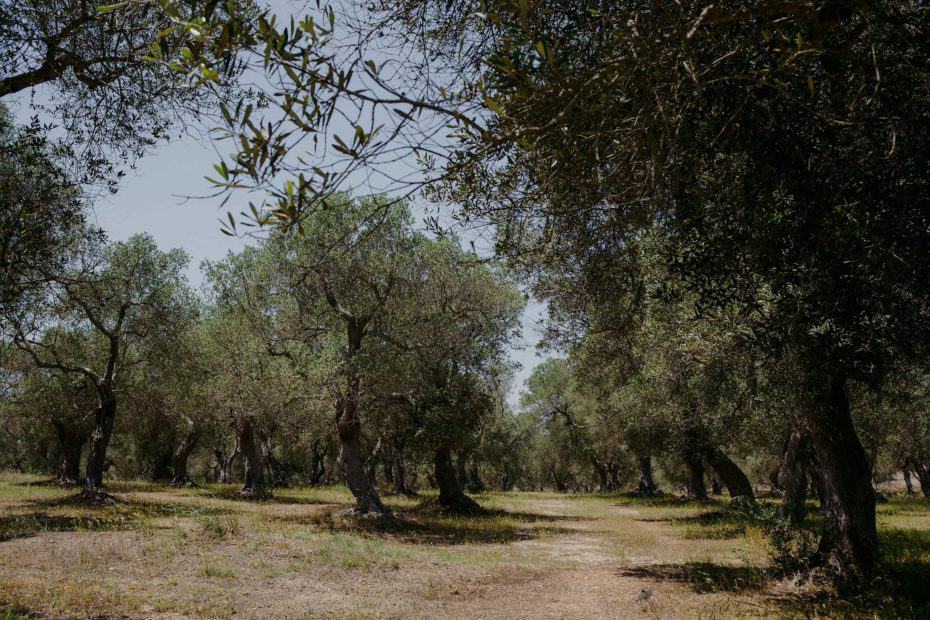 olive grove at masseria muntibianchi wedding hotspot