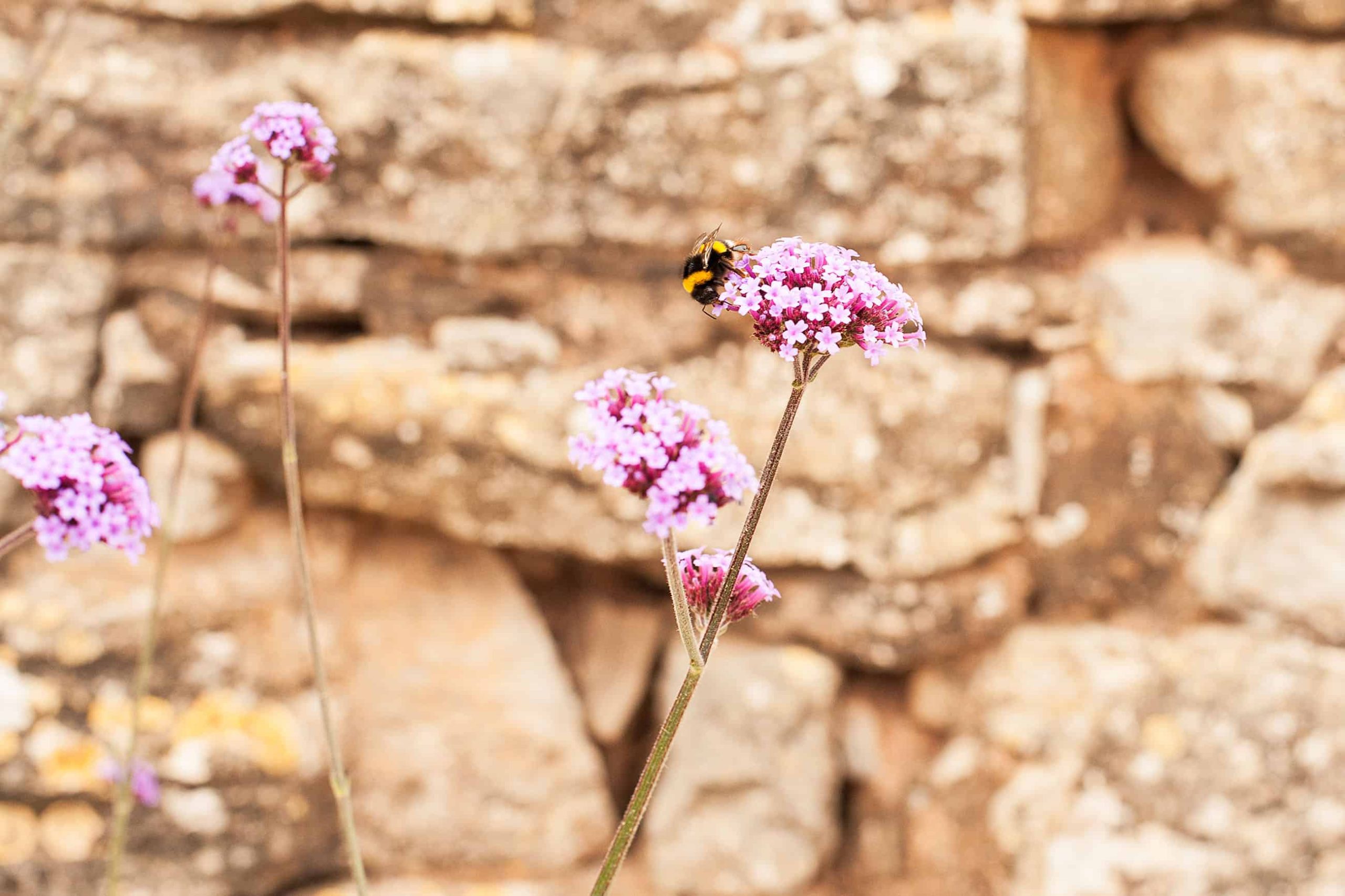 bee sat on flower