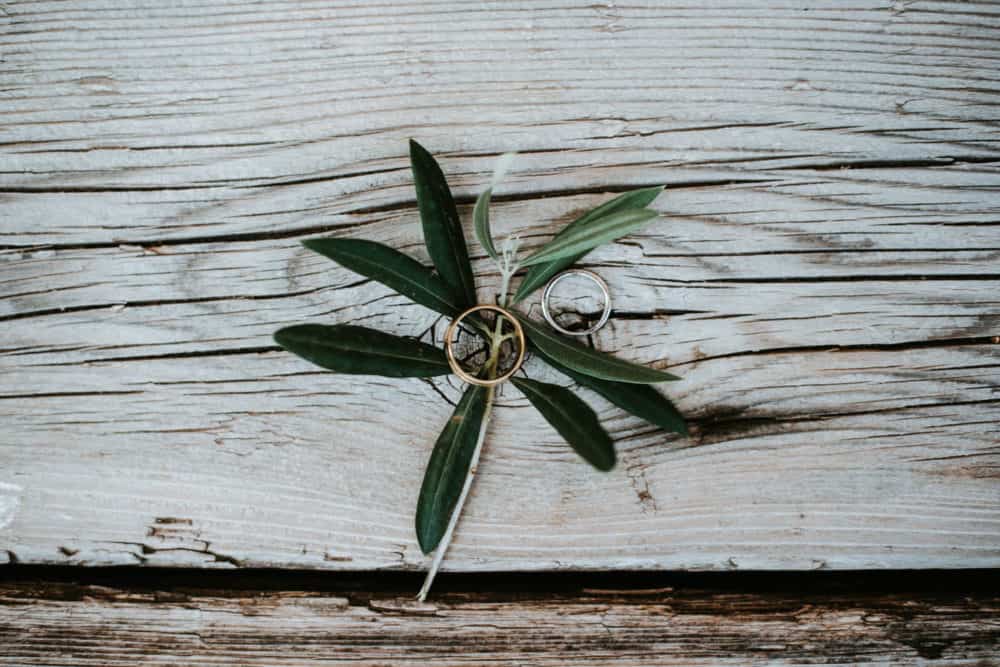 wedding rings on an olive branch