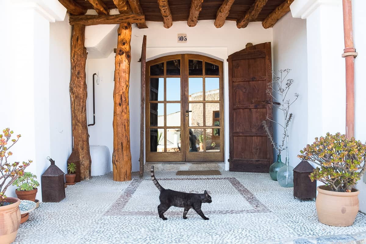 cat outside a mediterranean villa