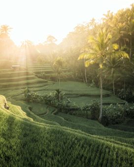sloping rice fields at Indonesia wedding venue