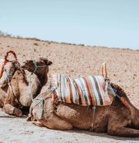 camels lounging in the sun