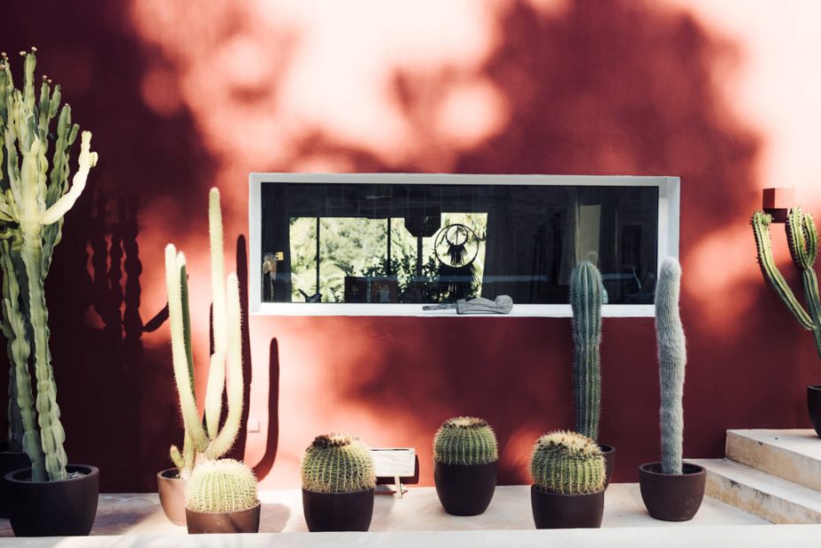 red wall and cactus at ibiza wedding venue pure house