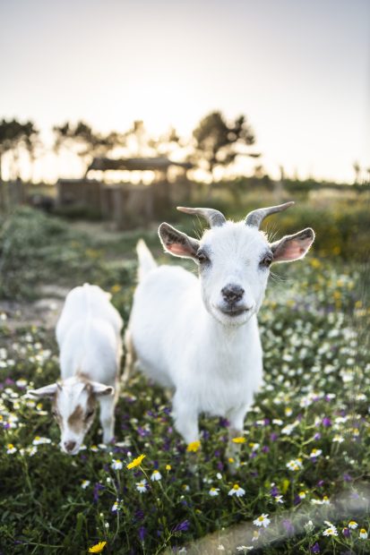 two baby goats on the grounds of craveiral farmhouse wedding venue in portugal