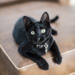 a black cat looking up at the camera sat on a sofa at craveiral farmhouse pet friendly wedding venue in portugal