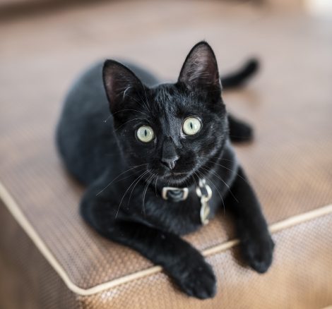 a black cat looking up at the camera sat on a sofa at craveiral farmhouse pet friendly wedding venue in portugal
