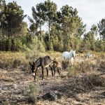 a white horse and donkey grazing the farmland at craveiral farmhouse wedding venue in portugal