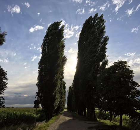 large trees blowing in the wind at Italian wedding venue convento dell'Annunciata