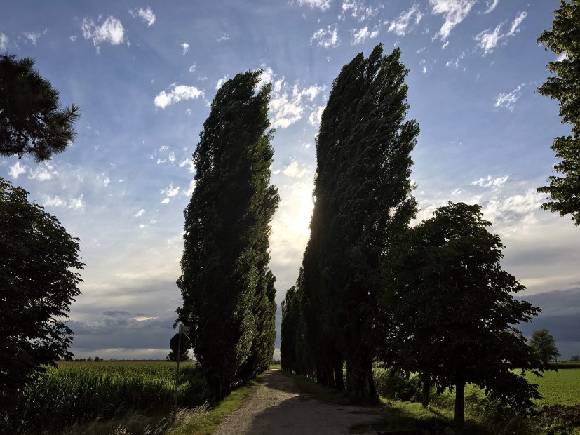 large trees blowing in the wind at Italian wedding venue convento dell'Annunciata