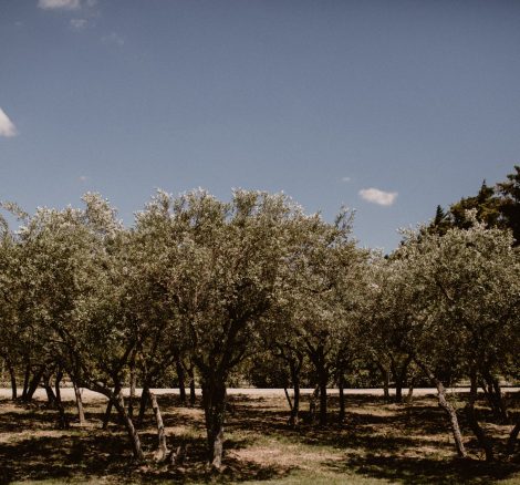 view of olive grove at le Petit Roulet wedding venue in luberon in france