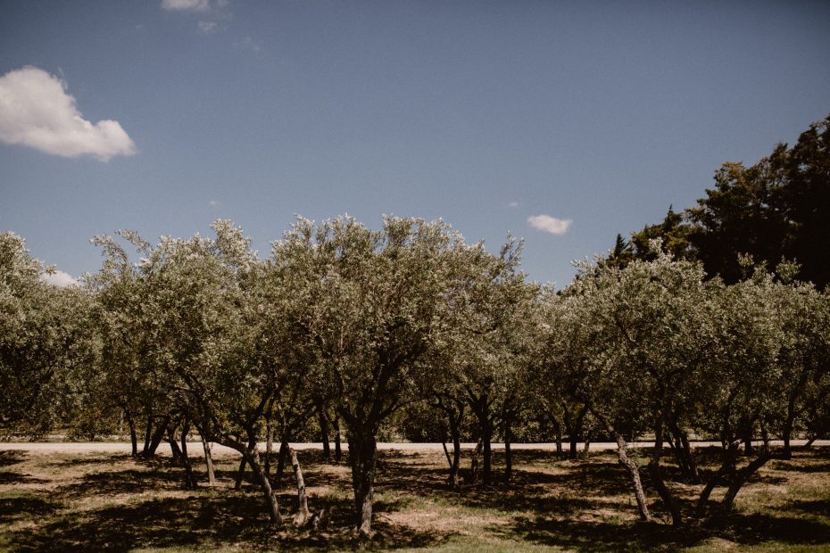 view of olive grove at le Petit Roulet wedding venue in luberon in france