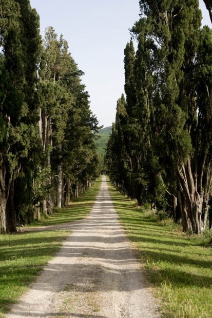 cypress trees lining the driveway up to Italy wedding venue Borgo Stomennano