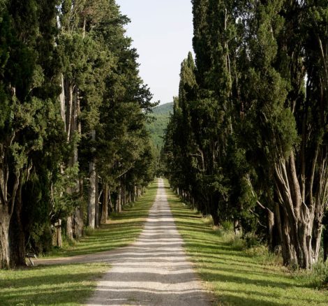 cypress trees lining the driveway up to Italy wedding venue Borgo Stomennano