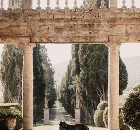 dog at wedding venue in Tuscany Italy Borgo Stomennano