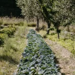 cabbage patch at wedding venue in tuscany villa lena