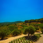 view across private vineyards at vineyard wedding venue in Barcelona Spain Masia cabellut