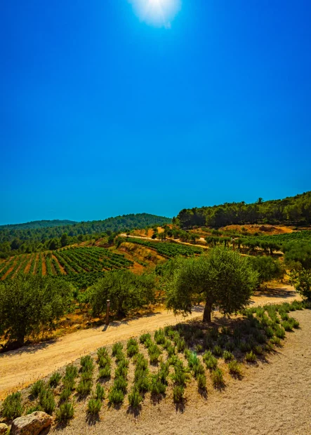 view across private vineyards at vineyard wedding venue in Barcelona Spain Masia cabellut