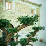 bonsai tree outside the best vineyard wedding venue in Barcelona Spain Masia Cabellut