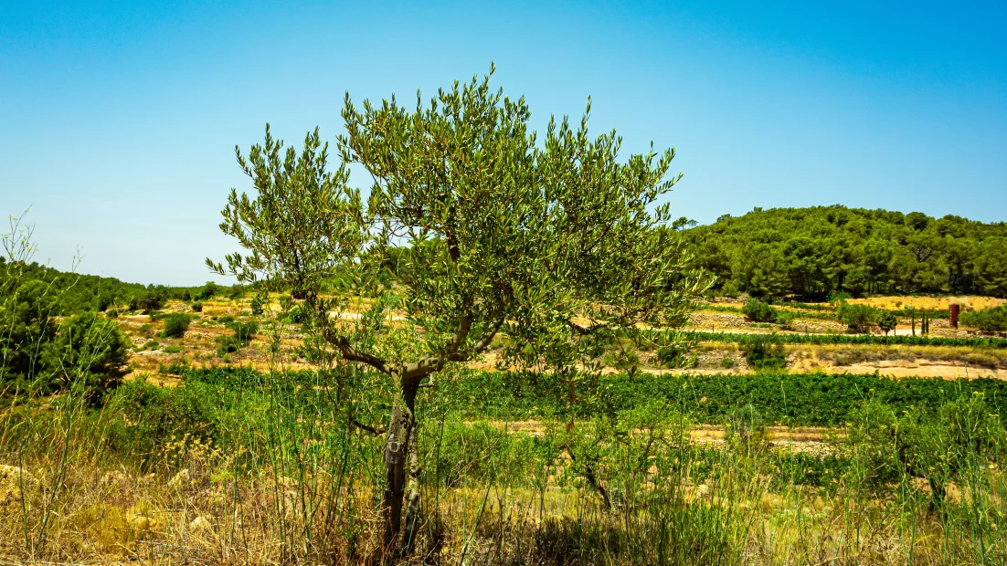 green sloping valley at vineyard wedding venue in Barcelona Spain Masia Cabellut